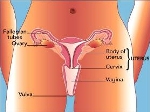 cervix