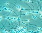 sperm3