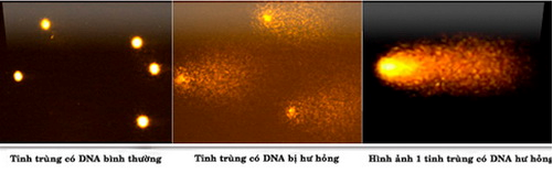 tinh trung co ADN bt hh