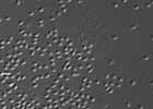 too_many_sperm