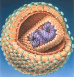 virus_hiv_jpg