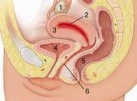 voitrungvabuongtrung