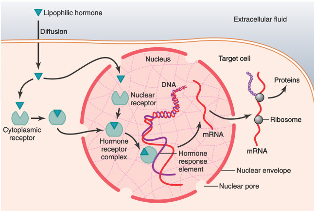 Tương tác hormone steroid với microbiome âm đạo và tử cung