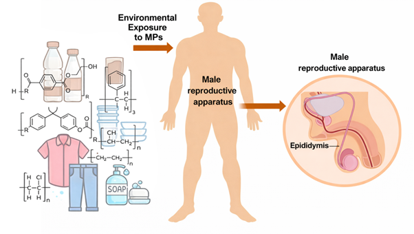 Vi Nhựa Trong Tinh Dịch: Mối Đe Dọa Thầm Lặng Đối Với Sức Khỏe Sinh Sản Nam Giới