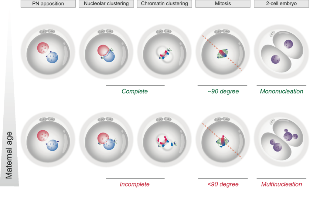 Từ hợp tử đến phôi nang: tác động của các kiểu phân chia phôi khác nhau đối với kết cục IVF