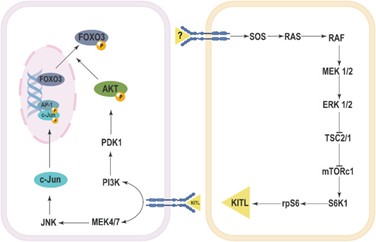 Vai trò của con đường tín hiệu MAPK trong quá trình hình thành nang noãn