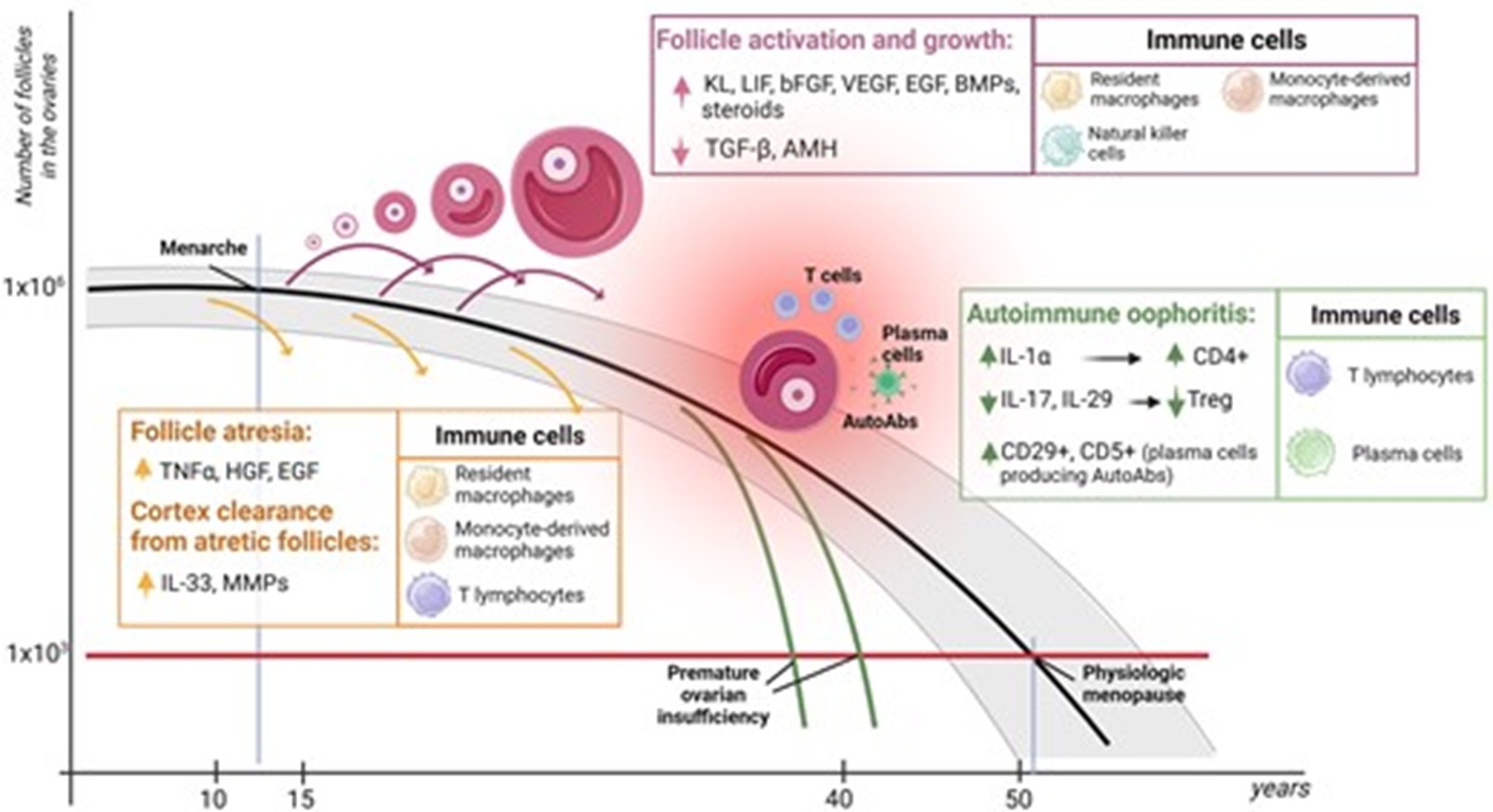 Mối liên hệ giữa suy buồng trứng và phản ứng miễn dịch tại buồng trứng ở phụ nữ trong độ tuổi sinh sản