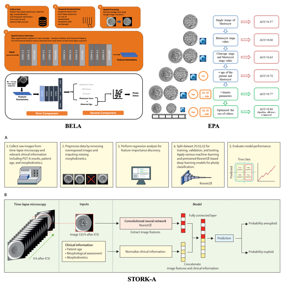 Ứng dụng trí tuệ nhân tạo và dữ liệu Time-Lapse trong dự đoán tình trạng nhiễm sắc thể của phôi: Tổng quan các mô hình EPA, STORK-A và BELA