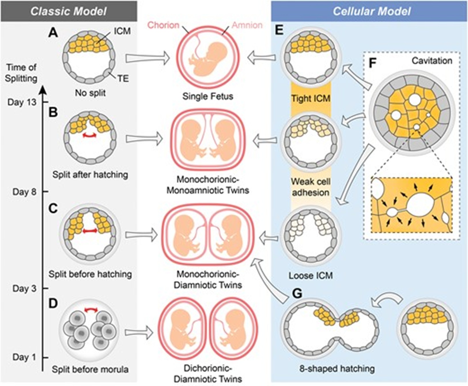 Sinh đôi cùng trứng trong hỗ trợ sinh sản