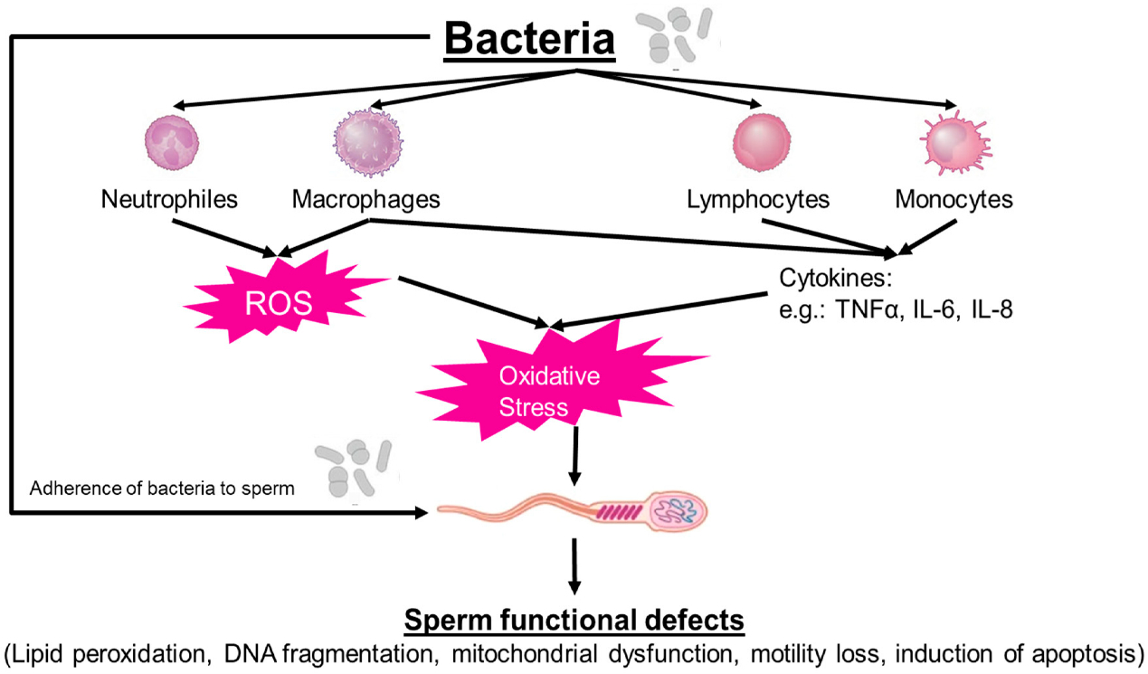 Tác động của tình trạng nhiễm khuẩn tinh dịch đến mức độ phân mảnh adn tinh trùng và kết cục tạo phôi sau tiêm tinh trùng vào bào tương noãn