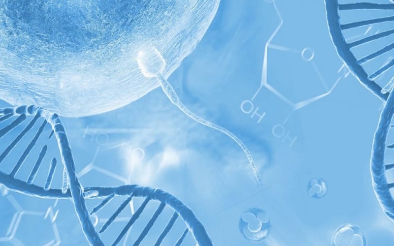 Cơ chế và ngưỡng sửa chữa tổn thương DNA tinh trùng của noãn và phôi: một số ý nghĩa cho thực hành lâm sàng