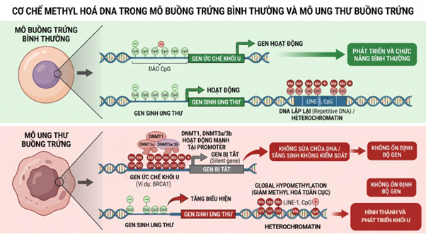 Dấu ấn sinh học methyl hoá DNA  trong phát hiện sớm ung thư buồng trứng