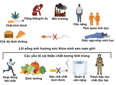 Mối quan hệ giữa lối sống và sức khỏe sinh sản ở nam giới