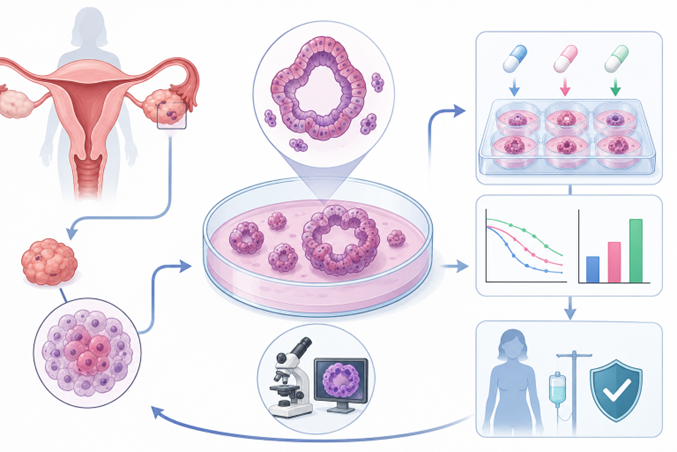 Phát triển và ứng dụng mô hình “Organoid” trong điều trị hiệu quả ung thư phụ khoa