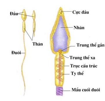 Vai trò của trung tử tinh trùng đến hình thái thoi vô sắc và mặt phẳng phân chia phôi giai đoạn sớm