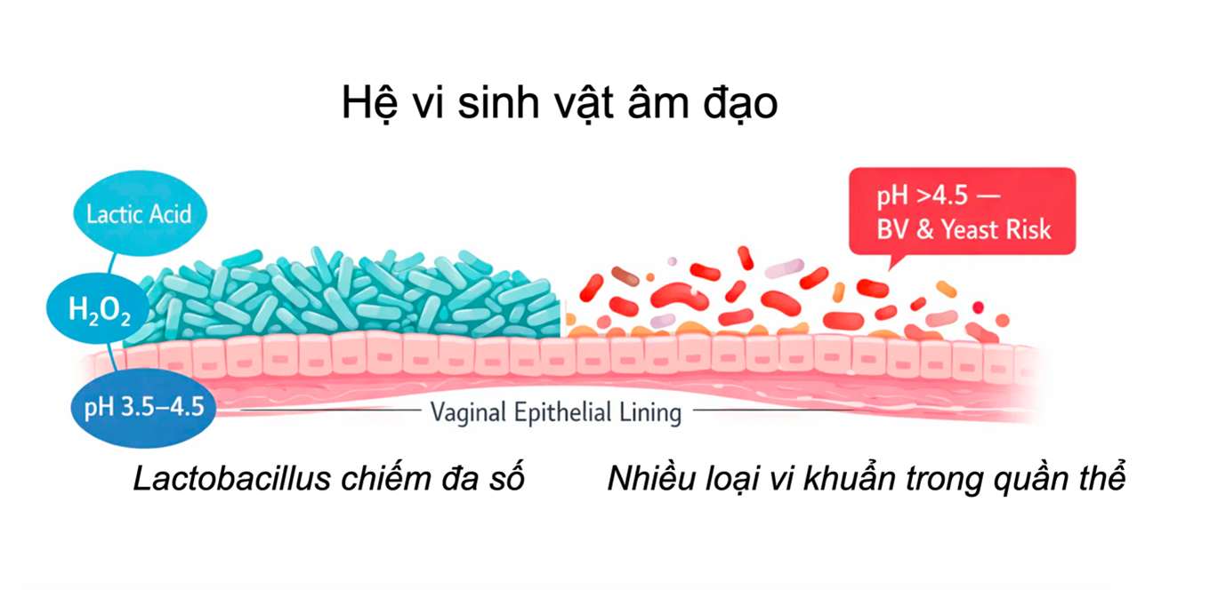 Các phương pháp đánh giá hệ vi sinh vật trong đường sinh dục nữ