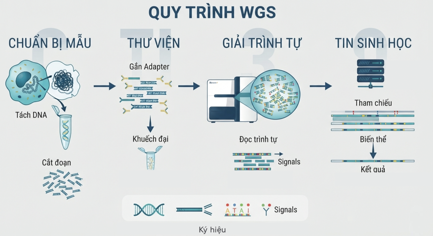 WGS và AI trong chẩn đoán trước sinh: Vượt qua giới hạn của Karyotype và CMA